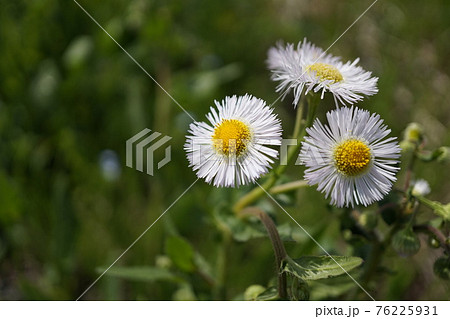 春の日差しの下 春に咲く白く可愛い草花の写真素材