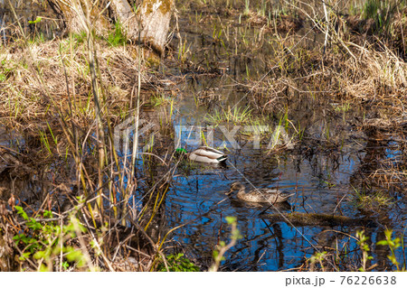 Russia. May 6, 2019. A married couple-a duck and a drake swim in a pond hidden from human eyes in the suburbs of Kronstadt. Russia. May 6, 2019. A married couple-a duck and a drake swim in a pond hidden from human eyes in the suburbs of Kronstadt. 76226638