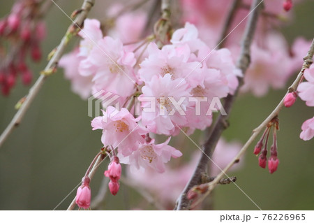 桜 1 桜 1 76226965