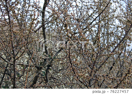 Springtime beginning in March at surroundings of Zagreb, Croatia 76227457