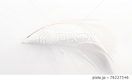 Feather isolated. Abstract bird feather texture closeup on white background in macro photography, soft focus. Concept of sensitivity responsiveness to nature. 76227546