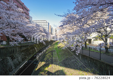 多摩センター駅に近い乞田川の桜　山王橋からの上流側の風景 76228024