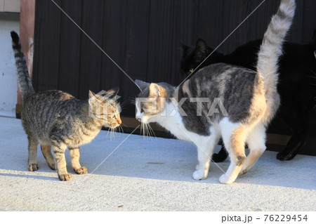 キジトラ猫と三毛猫が出合い頭に挨拶寸前でお見合いしフリーズしたところの写真素材