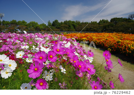 満開のコスモス畑【なばなの里】 76229462