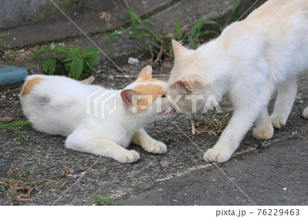 母猫が寝てた子猫を起こしに来て起きなさいのキス 76229463