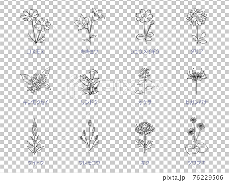 秋の花の線画 アイコンセット モノクロ 秋の花の線画 アイコンセット モノクロ 76229506