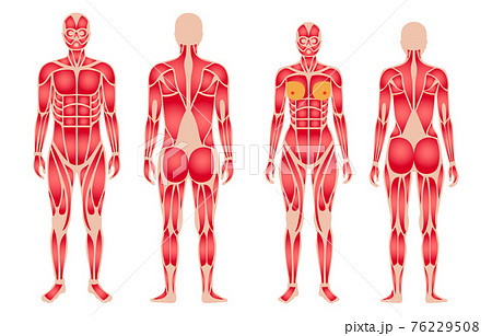 Human muscular system 76229508