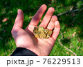 A Cannabis Nug in the Palm of a Hand With a Lawn in the Background 76229513