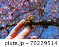 A Hand Holding Up a Cannabis Nug With a Cherry Blossom Tree Behind 76229514