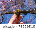 A Hand Holding Up a Cannabis Nug With a Cherry Blossom Tree Behind 76229515