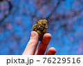 A Hand Holding Up a Cannabis Nug With a Cherry Blossom Tree Behind 76229516