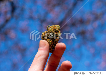 A Hand Holding Up a Cannabis Nug With a Cherry Blossom Tree Behind A Hand Holding Up a Cannabis Nug With a Cherry Blossom Tree Behind 76229516