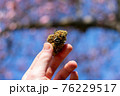 A Hand Holding Up a Cannabis Nug With a Cherry Blossom Tree Behind 76229517