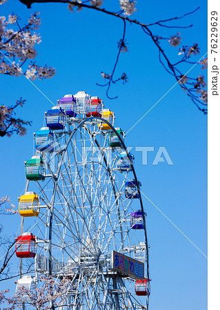あらかわ遊園の新観覧車と満開の桜 クローズアップ あらかわ遊園の新観覧車と満開の桜 クローズアップ 76229629