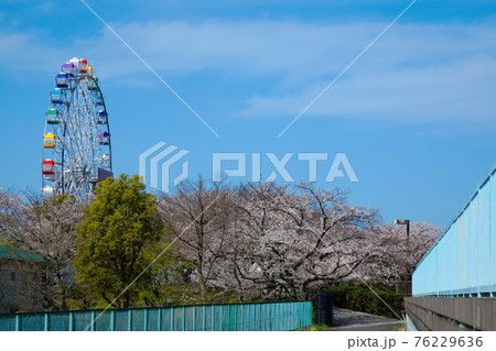 あらかわ遊園の新観覧車と満開の桜 76229636