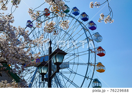 あらかわ遊園の新観覧車と満開の桜 クローズアップ あらかわ遊園の新観覧車と満開の桜 クローズアップ 76229688