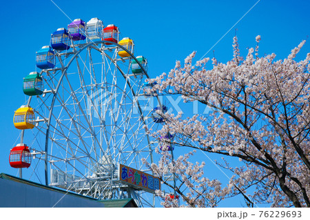 あらかわ遊園の新観覧車と満開の桜　クローズアップ 76229693