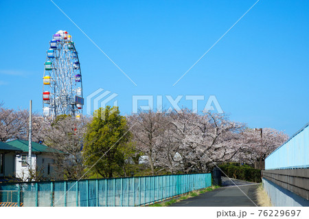 あらかわ遊園の新観覧車と満開の桜　 76229697