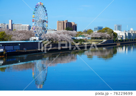 あらかわ遊園の新観覧車と満開の桜 あらかわ遊園の新観覧車と満開の桜 76229699
