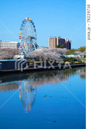 あらかわ遊園の新観覧車と満開の桜 あらかわ遊園の新観覧車と満開の桜 76229716