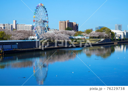 あらかわ遊園の新観覧車と満開の桜 あらかわ遊園の新観覧車と満開の桜 76229738