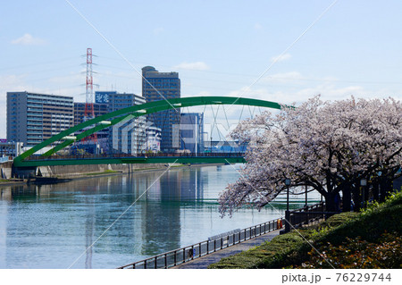 桜満開の隅田川と小台橋 76229744