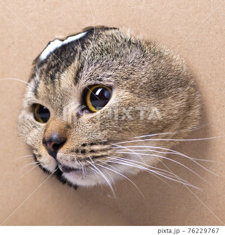 A beautiful Scottish Fold cat looks into a cut out cardboard box, close-up. The cat gets out of the box 76229767