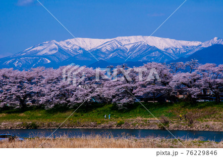 宮城県 白石川堤 一目千本桜と蔵王連峰 宮城県 白石川堤 一目千本桜と蔵王連峰 76229846