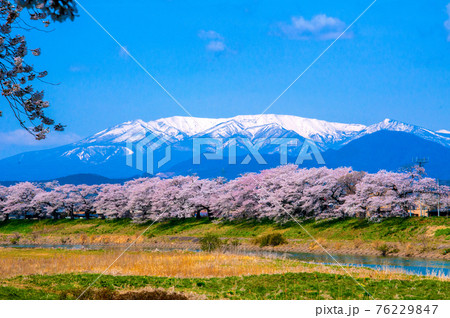宮城県　白石川堤一目千本桜と蔵王連峰 76229847