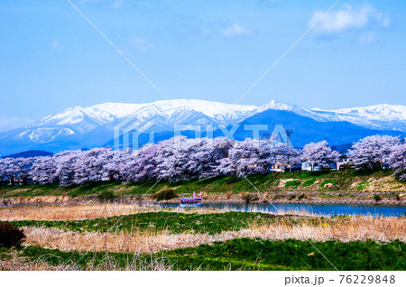 宮城県　白石川堤　一目千本桜と蔵王連峰 76229848