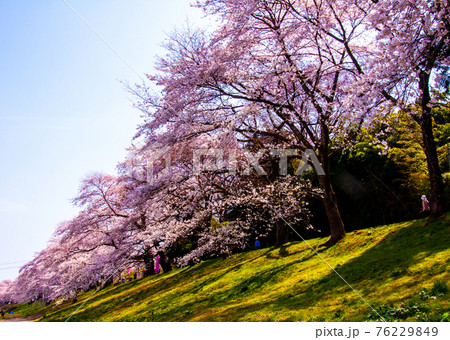 宮城県　白石川堤　一目千本桜 76229849
