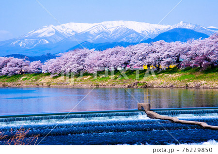 宮城県 白石川 韮神堰から愛でる一目千本桜と蔵王連峰 宮城県 白石川 韮神堰から愛でる一目千本桜と蔵王連峰 76229850