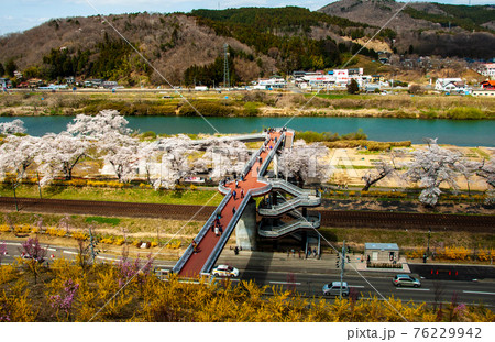宮城県　白石川堤　船岡城址公園樅ノ木は残った展望デッキからしばた千桜橋を見下ろす 76229942