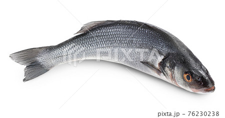 Sea bass fich isolated on white background with clipping path and full depth of field. 76230238