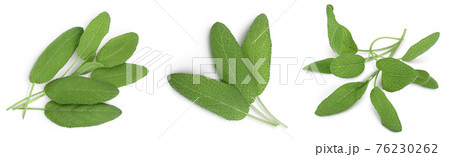 Sage herb leaves isolated on white background with clipping path and full depth of field. Top view. Flat lay. Set or collection Sage herb leaves isolated on white background with clipping path and full depth of field. Top view. Flat lay. Set or collection 76230262