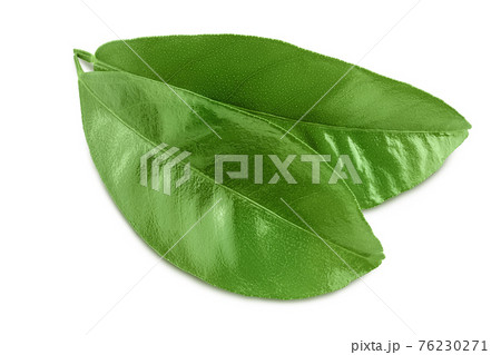 Citrus leaf isolated on white background with clipping path and full depth of field 76230271