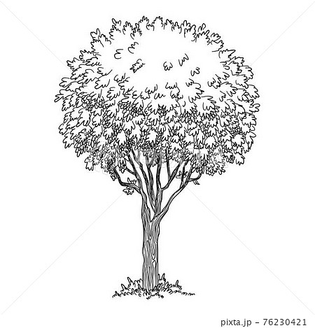 Old tree icon, hand drawn and outline style 76230421