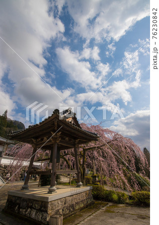 中津市真浄寺のしだれ桜 76230842