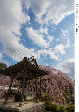 中津市真浄寺のしだれ桜 中津市真浄寺のしだれ桜 76230844