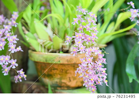 可愛い小さいランの花の写真素材