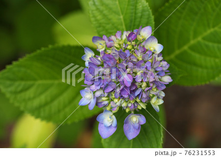 アジサイ・舞孔雀の青い花の蕾 アジサイ・舞孔雀の青い花の蕾 76231553