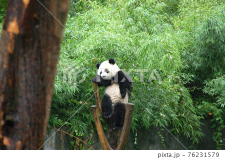 中国四川省　臥龍パンダ繁殖研究センターのジャイアントパンダ 76231579