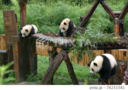 中国四川省　臥龍パンダ繁殖研究センターのジャイアントパンダ 76231581