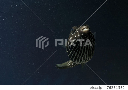 サザナミフグ フグ サザナミフグ フグ 76231582