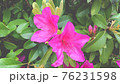 鮮やかなピンクの花 76231598