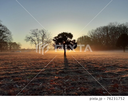 朝もやに立つ一本の木 朝もやに立つ一本の木 76231752