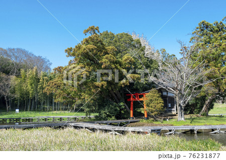 神奈川県 中井町 厳島神社・厳島湿生公園 素材 神奈川県 中井町 厳島神社・厳島湿生公園 素材 76231877