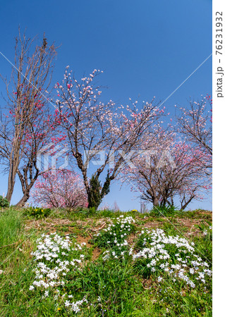 ハナモモと青空 ハナモモと青空 76231932