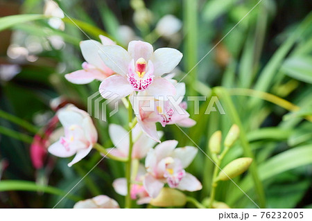 シンビジュウムの花 76232005