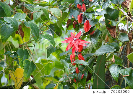 ベニバナトケイソウの花 76232006